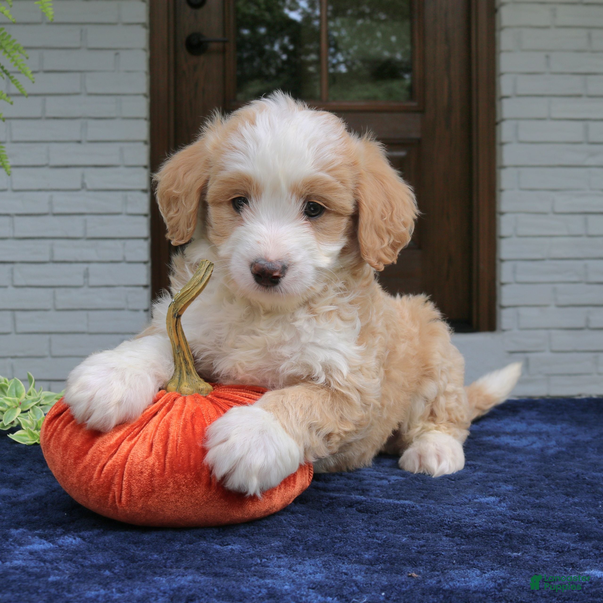 Mini Bernedoodle dogs Moose  - Ad 1