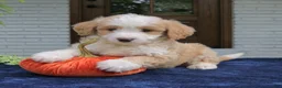 Mini Bernedoodle dogs for sale: Moose  - Ad 1