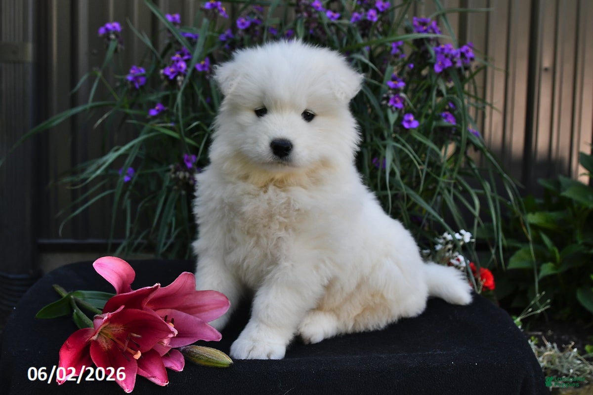 Samoyed dogs for sale: Marshmallow - Ad 2