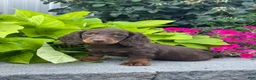 Miniature Dachshund dogs for sale: Diesel - Ad 4