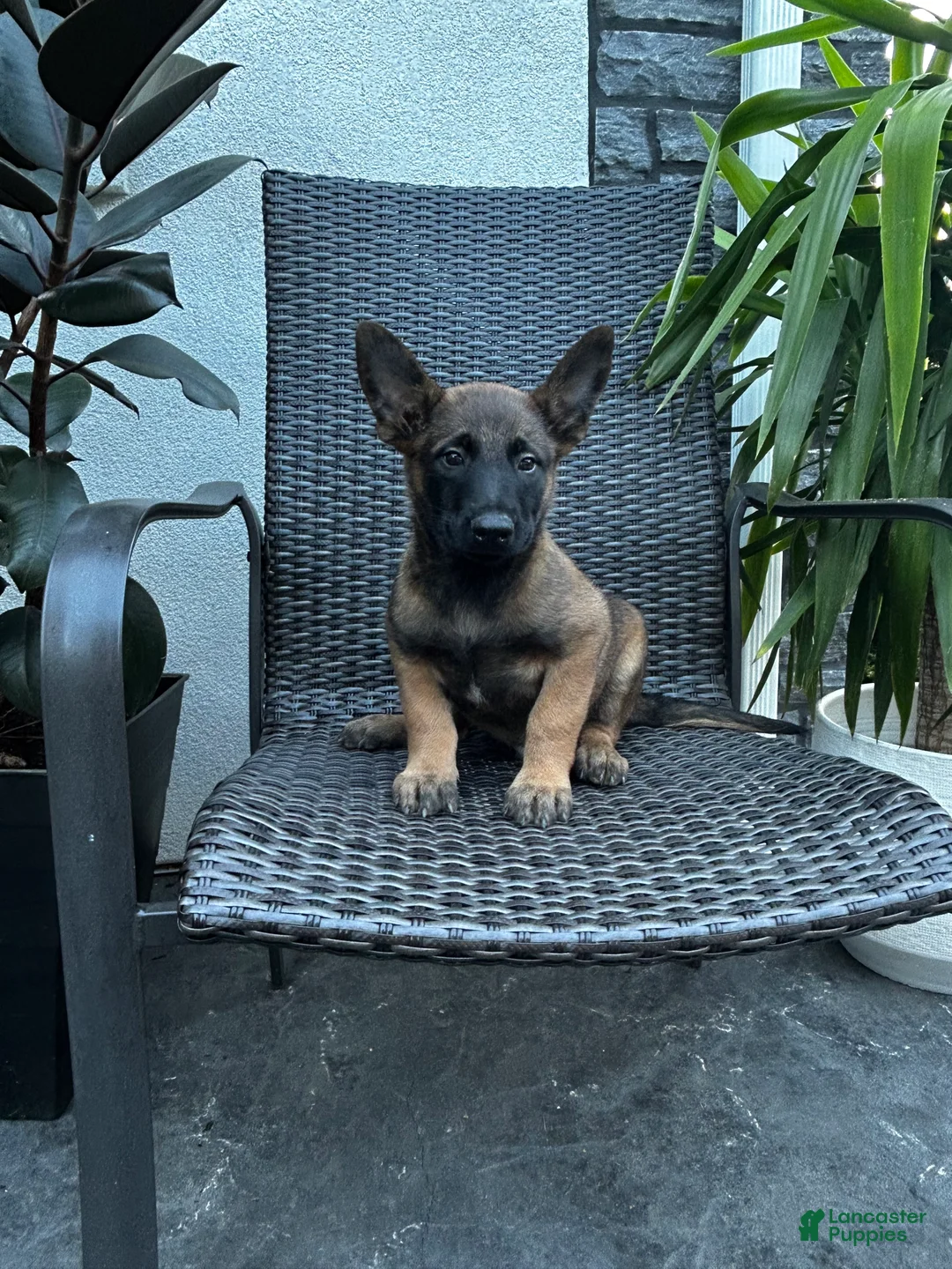 Belgian Malinois dogs for sale: Comet - Ad 2