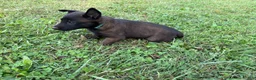 Belgian Malinois dogs for sale: Peter Parker (light blue) - Ad 4