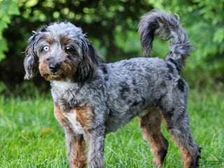 Cavapoo dogs - Ad 31