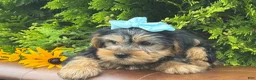 Yorkshire Terrier dogs for sale: Misty - Ad 3
