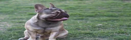 French Bulldog dogs for sale: French Bulldog 5 - Ad 3