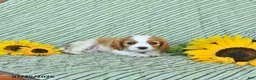 Cavalier King Charles Spaniel dogs for sale: Travis - Ad 4