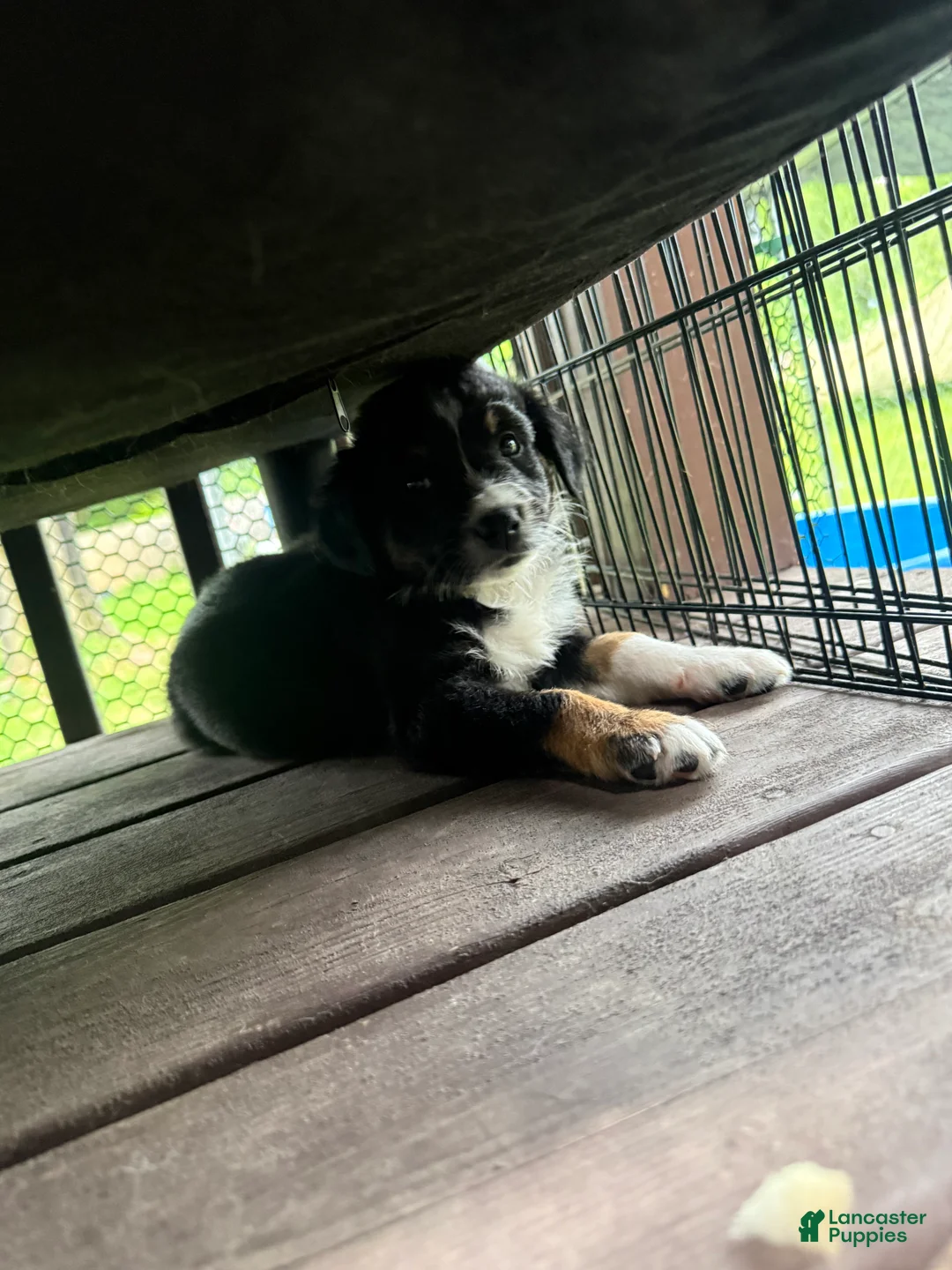 Australian Shepherd dogs for sale: Puppy 4 - Ad 2