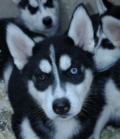 Siberian Husky dogs Rainbow Dash - Ad 1