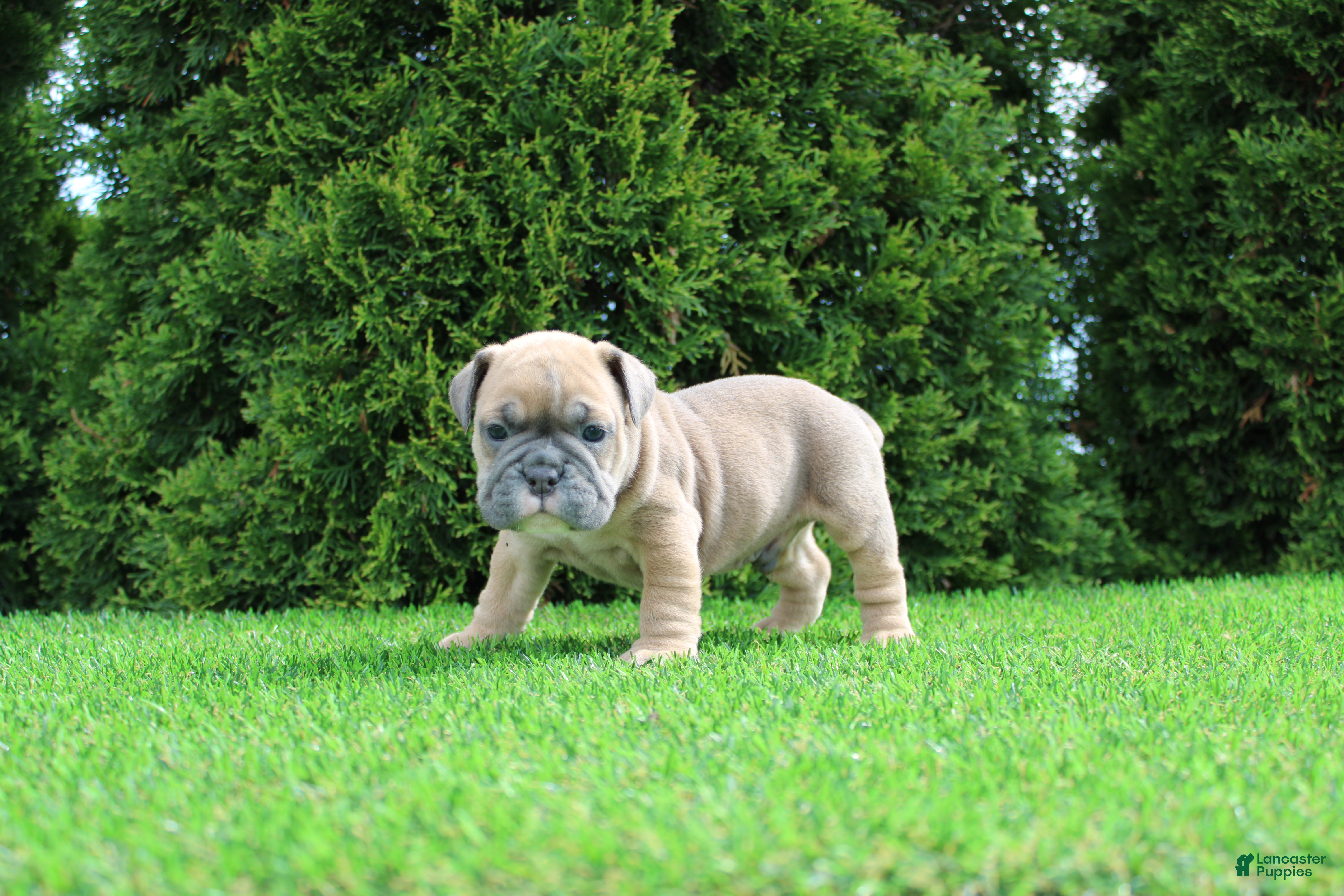 English Bulldog dogs Dallas - Ad 2