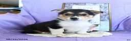 Welsh Corgi Pembroke dogs for sale: Champ  - Ad 3