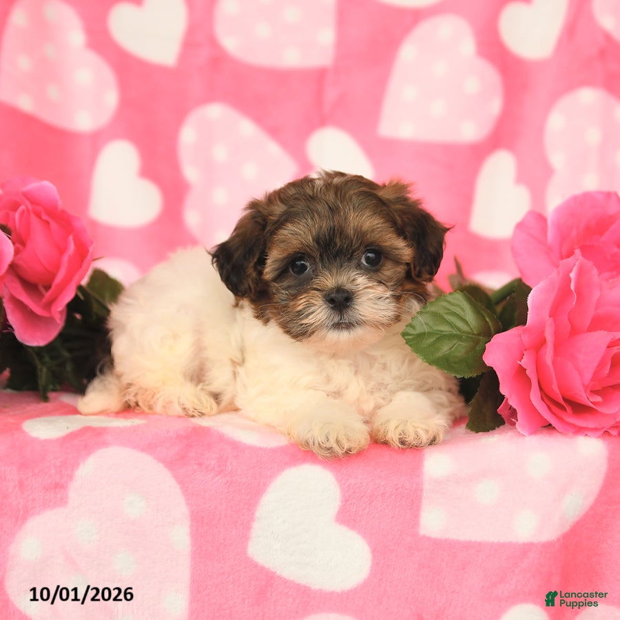 Shihpoo dogs Lucky - Ad 2
