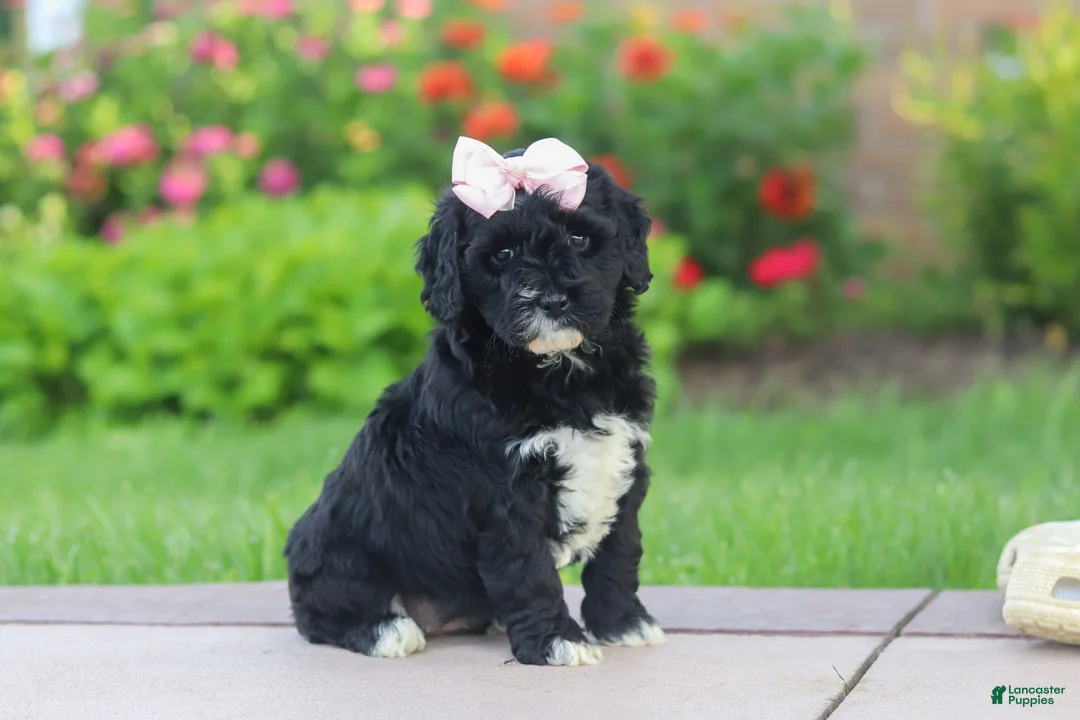 Mini Goldendoodle dogs for sale: Melody  - Ad 1
