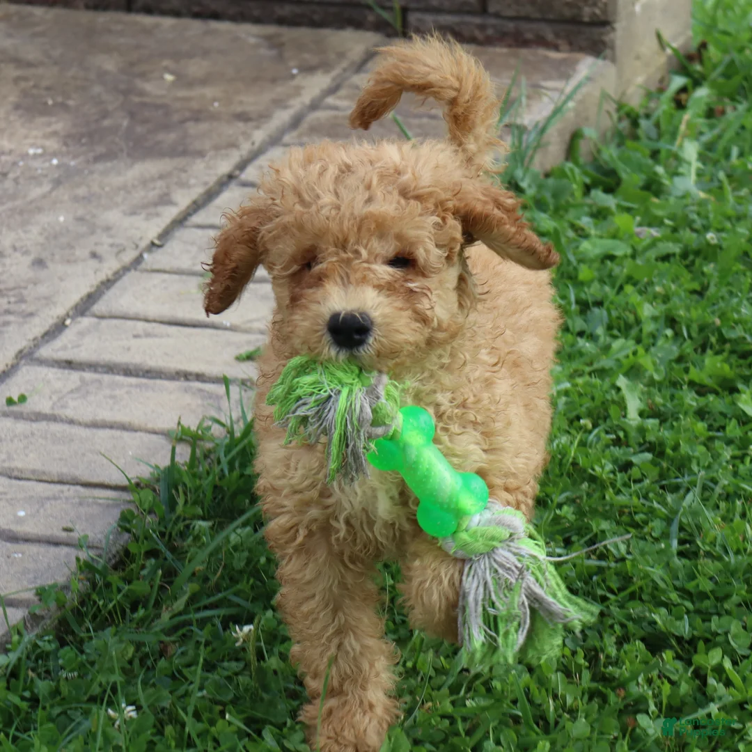 Mini Goldendoodle dogs for sale: Frankie - Ad 1