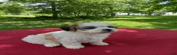 Teddy Bear dogs for sale: Misty - Ad 4
