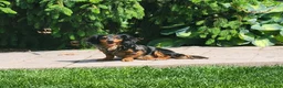 Miniature Dachshund dogs for sale: Molly - Ad 12