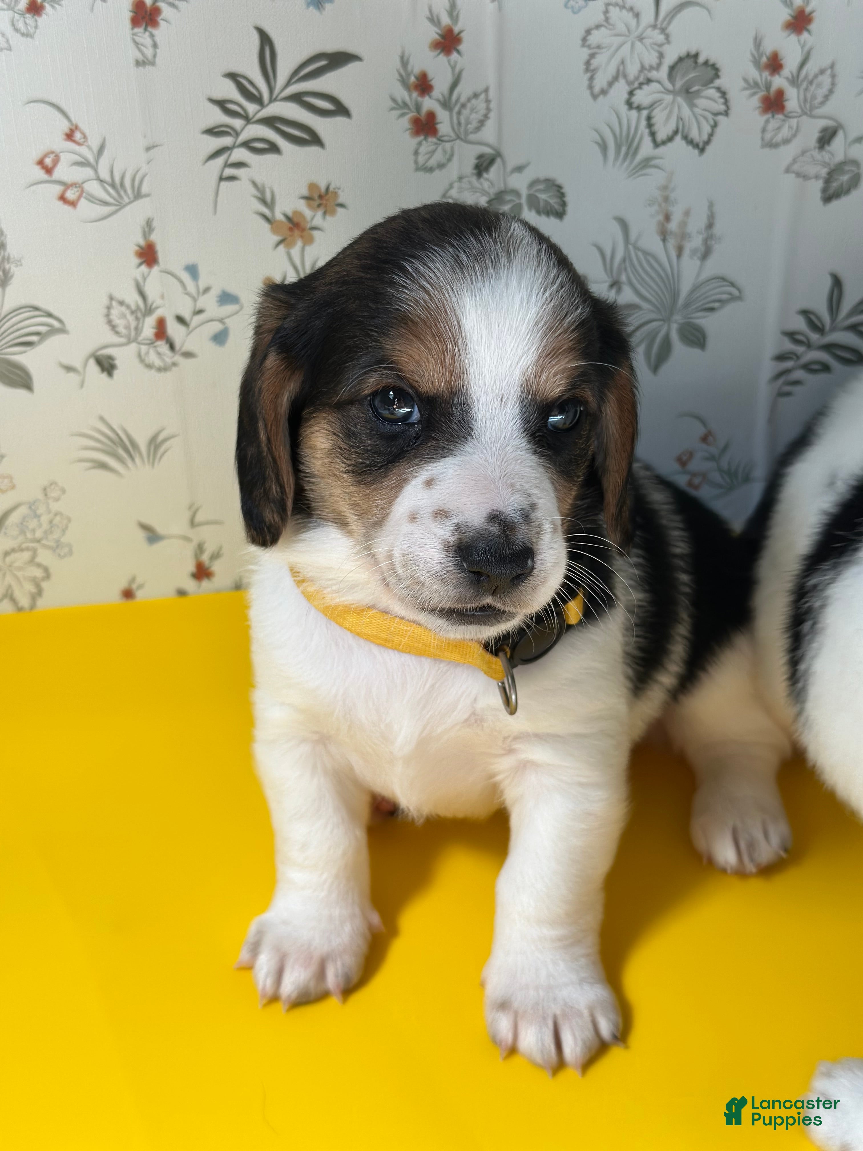 Mixed Breed dogs Sailor - Ad 8