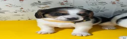 Mixed Breed dogs for sale: Sailor - Ad 1