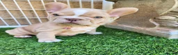 French Bulldog dogs for sale: Izzy - Ad 7