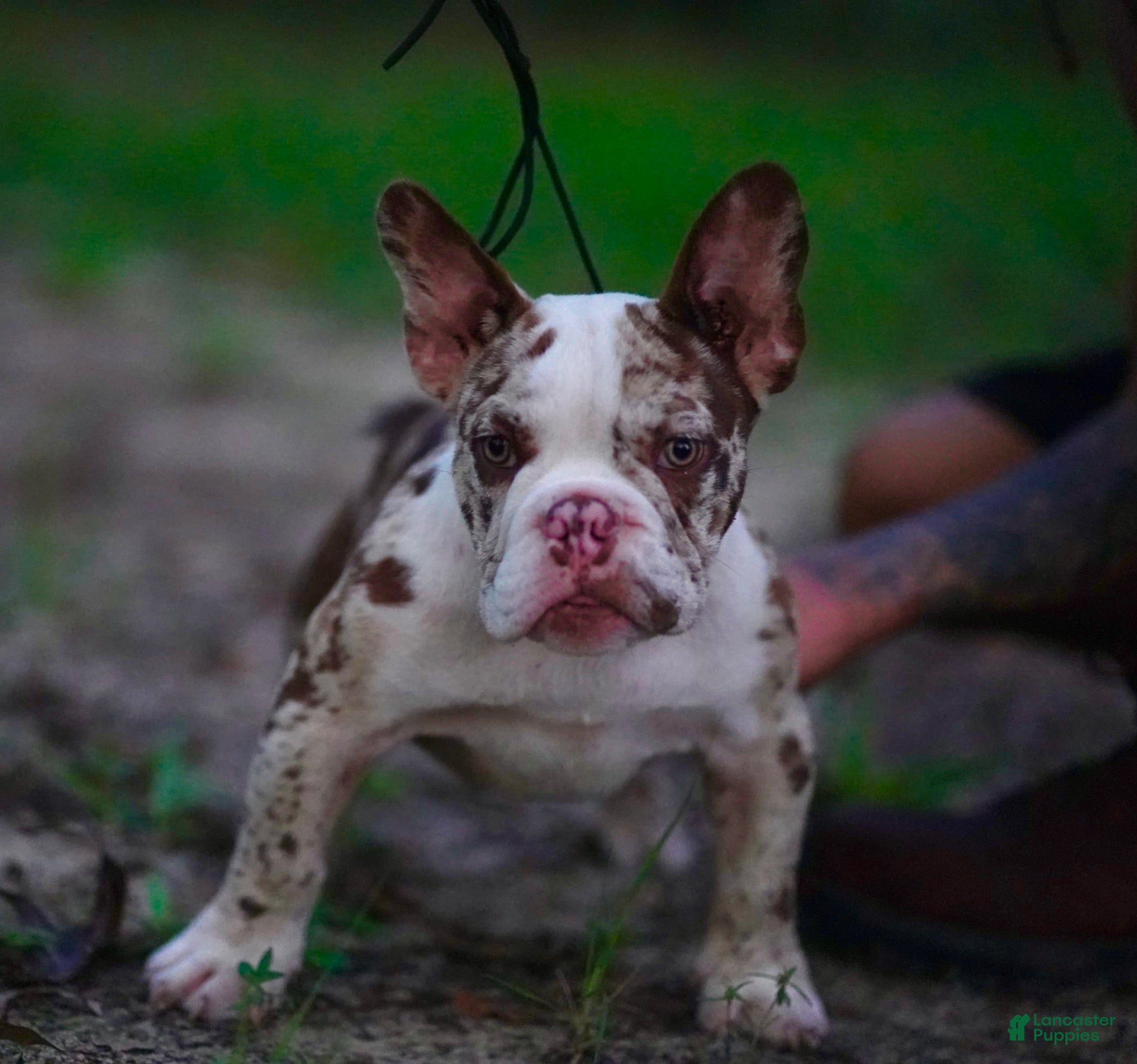 American Bully dogs American Bully 2 - Ad 21