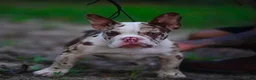 American Bully dogs for sale: American Bully 2 - Ad 1