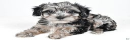 Yorkiepoo dogs for sale: Jingle - Ad 9