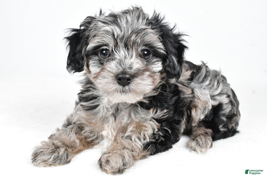 Yorkiepoo dogs for sale: Jingle - Ad 9
