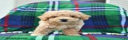 Bichpoo dogs for sale: Hero  - Ad 5