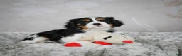 Cavalier King Charles Spaniel dogs for sale: Lynn - Ad 2