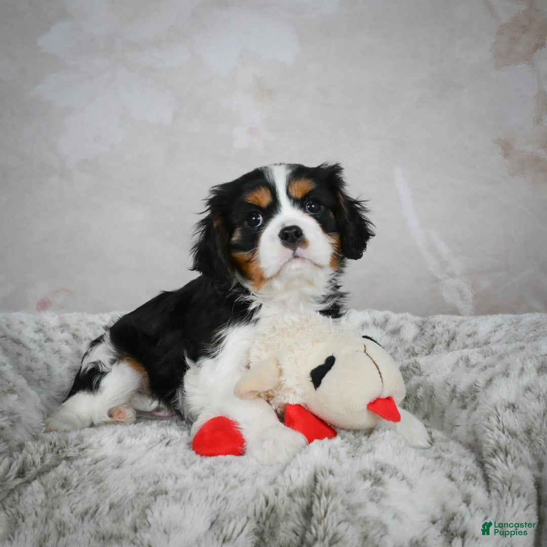 Cavalier King Charles Spaniel dogs for sale: Lynn - Ad 2