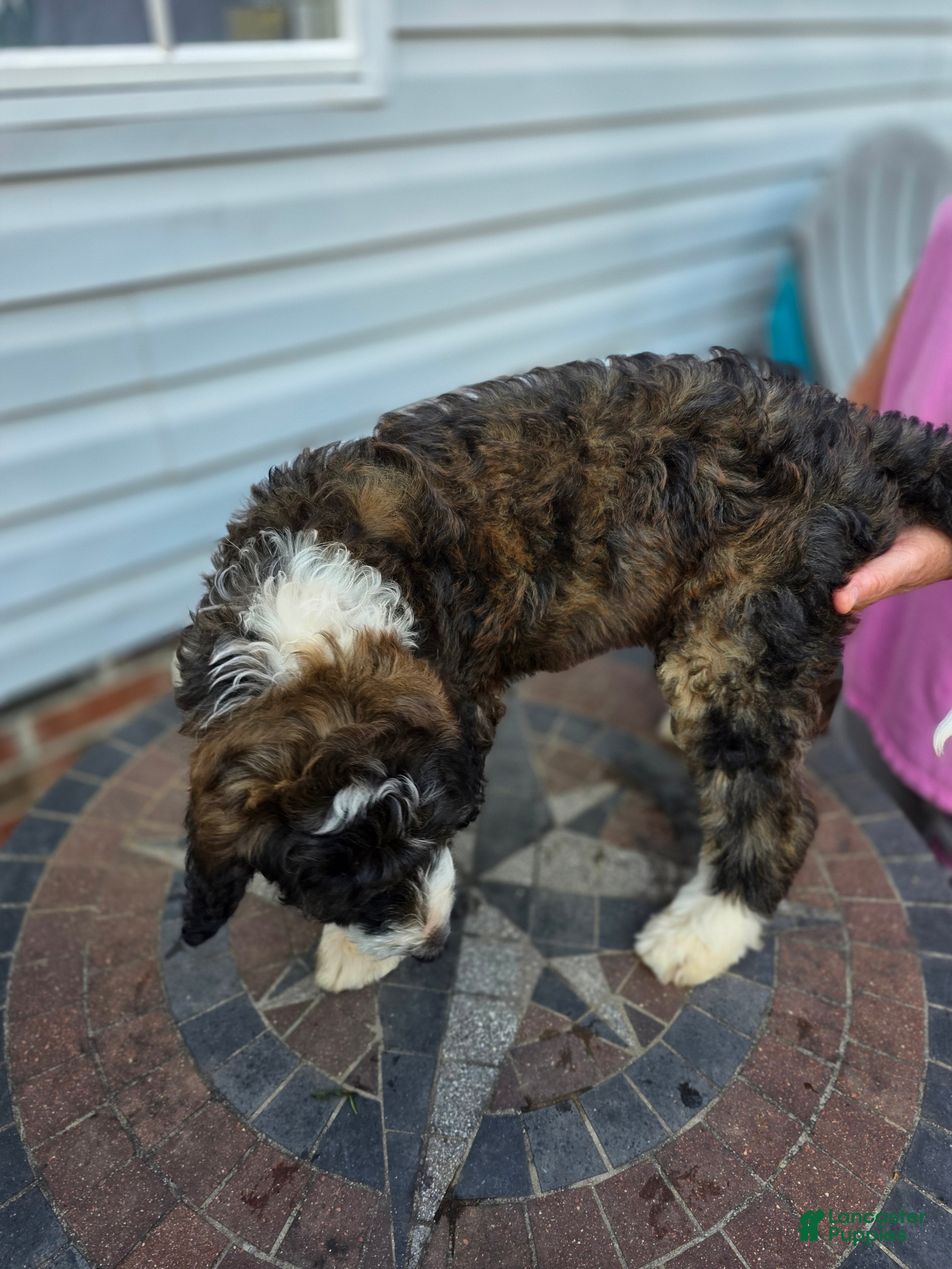 Bernedoodle dogs Barbie - Ad 2