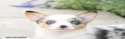 Welsh Corgi Pembroke dogs for sale: Lucky - Ad 5