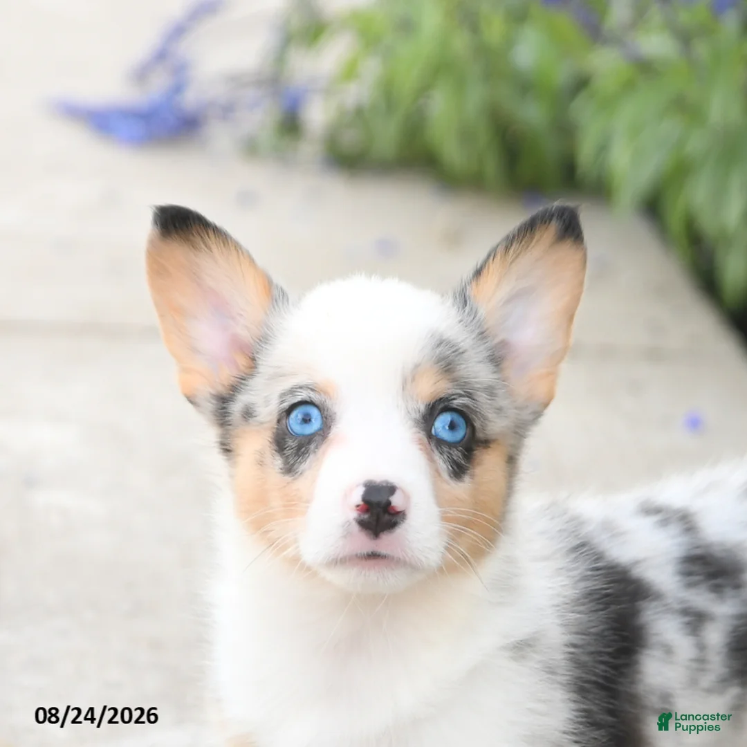 Welsh Corgi Pembroke dogs for sale: Lucky - Ad 5