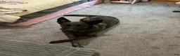 Dutch Shepherd dogs for sale: pink girl  - Ad 4