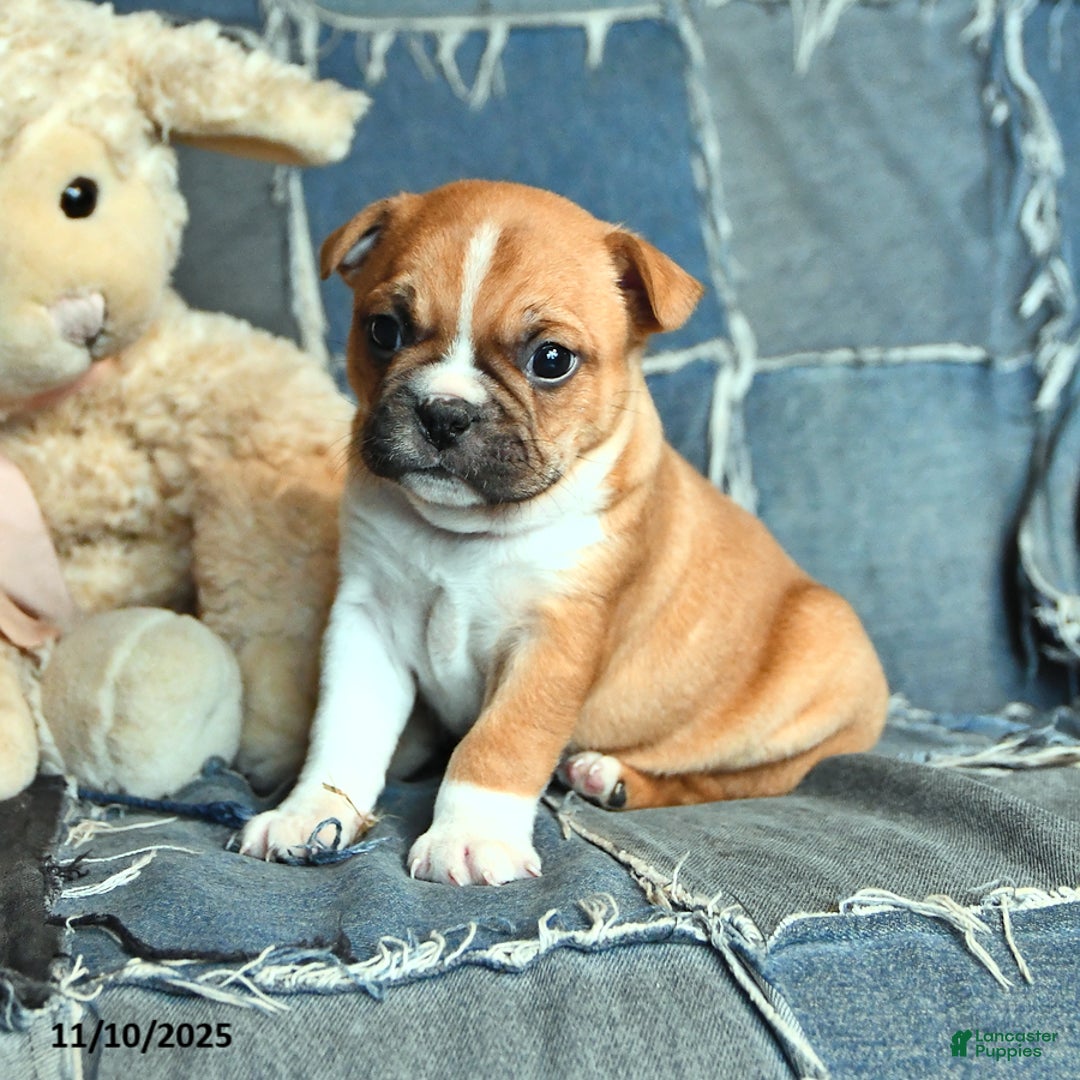 Boston Terrier dogs for sale: Grizzly - Ad 2