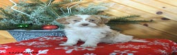 Mini Goldendoodle dogs for sale: Sugar - Ad 3
