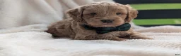Mini Goldendoodle dogs for sale: Brody - Ad 2