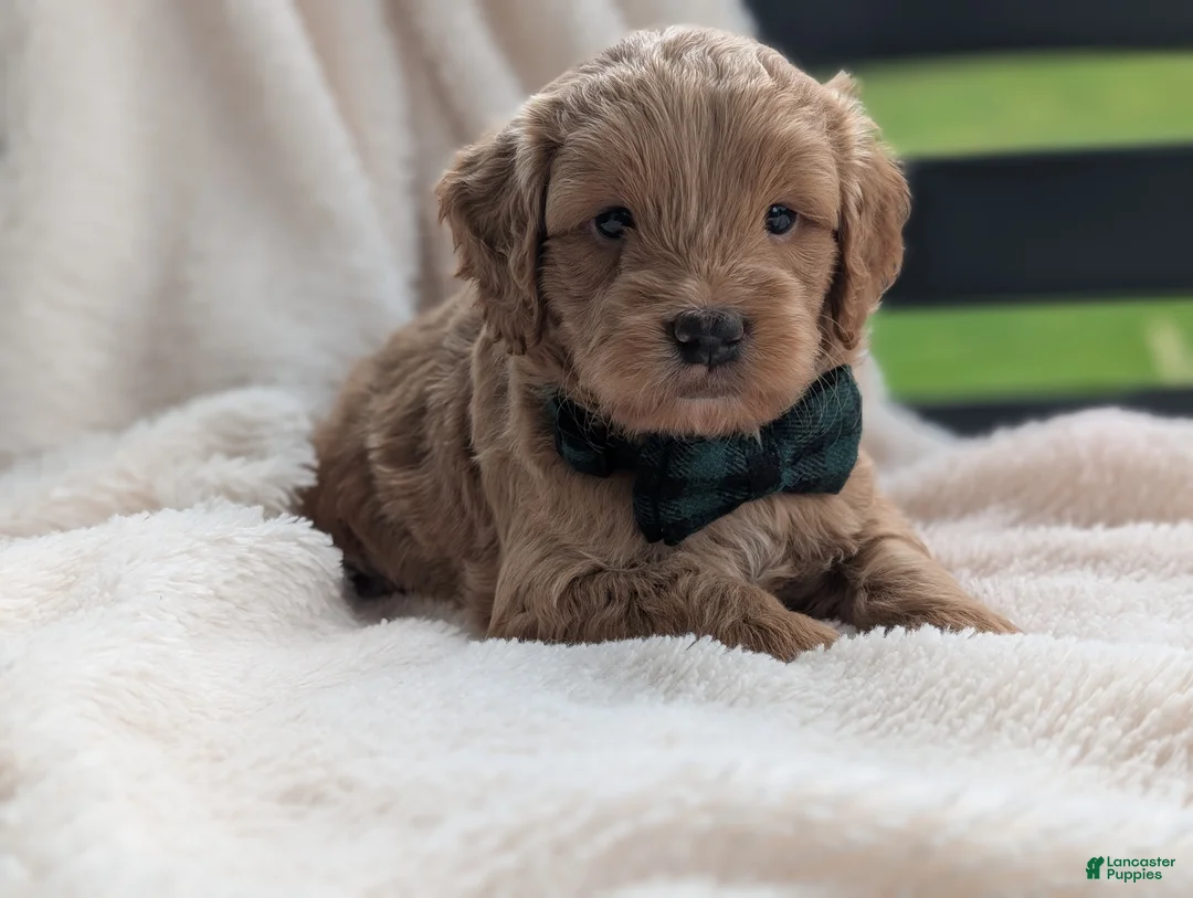 Mini Goldendoodle dogs for sale: Brody - Ad 2