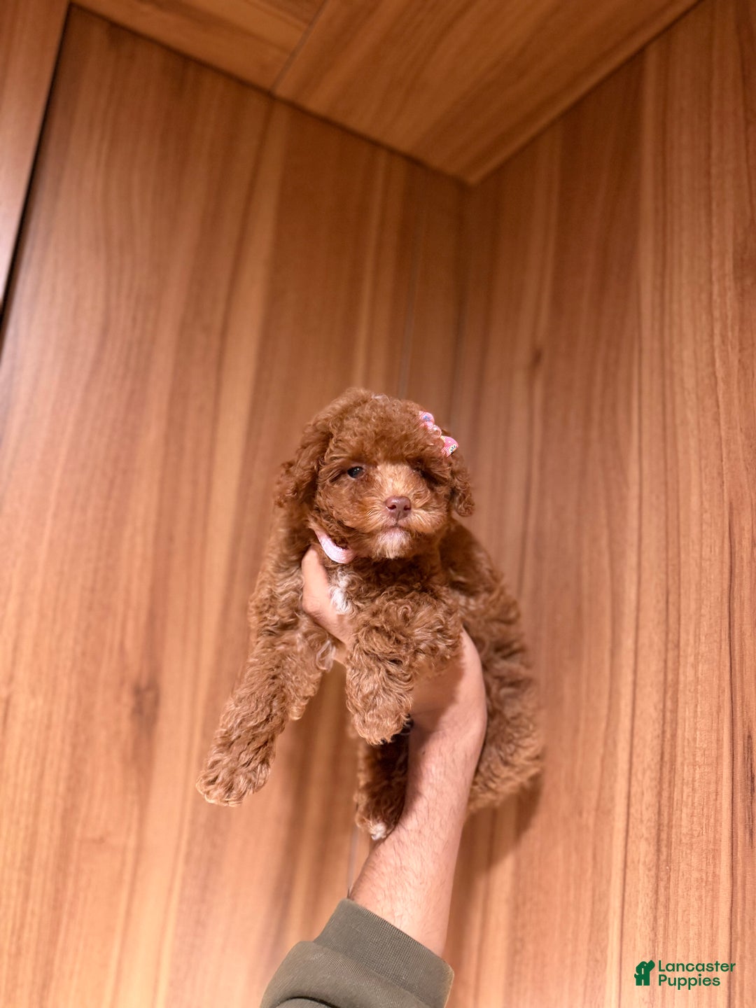 Toy Poodle dogs for sale: Teacup Nadiyah  - Ad 2