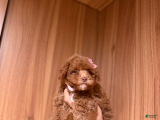 Toy Poodle dogs - Ad 12
