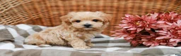 Maltipoo dogs for sale: Dominic - Ad 3