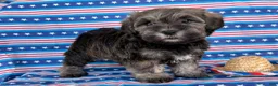 Mixed Breed dogs for sale: Jeremy  - Ad 3