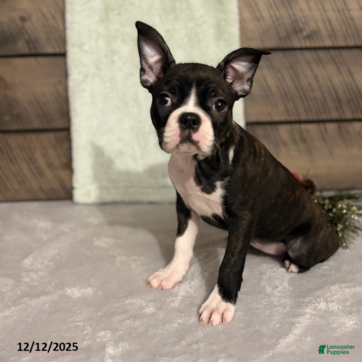 Boston Terrier dogs Flicka - Ad 7