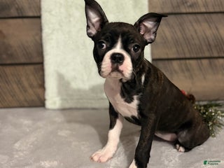 Boston Terrier dogs Flicka - Ad 28