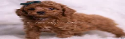 Toy Poodle dogs for sale: Macaron - Ad 6