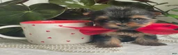 Biewer Terrier dogs for sale: Itty Bitty - Ad 9