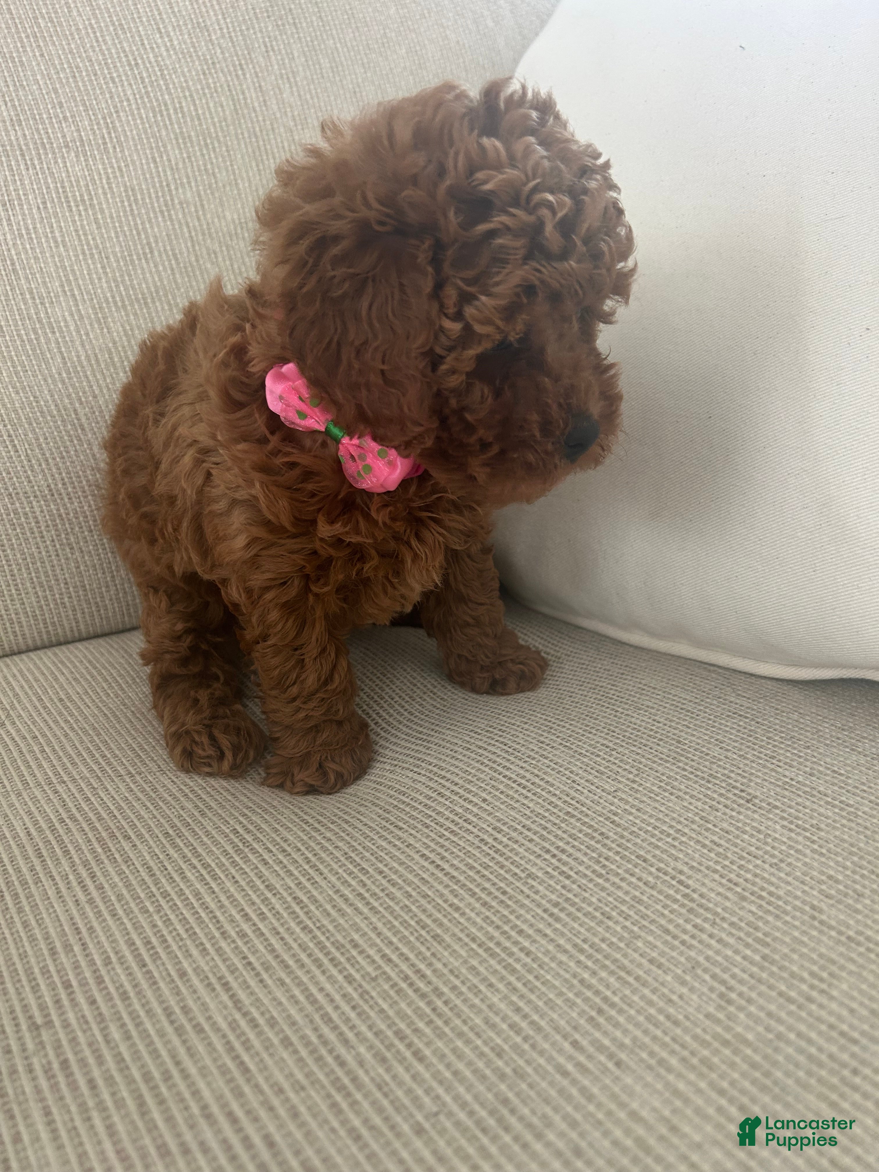 Maltipoo dogs Sasha - Ad 1