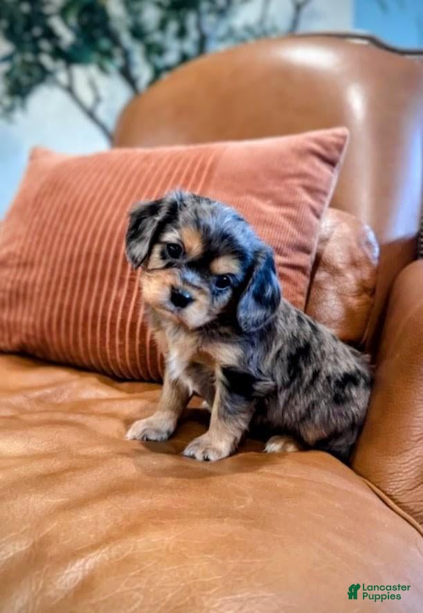 Mixed Breed dogs Mixed Breed Puppy 1 - Ad 3