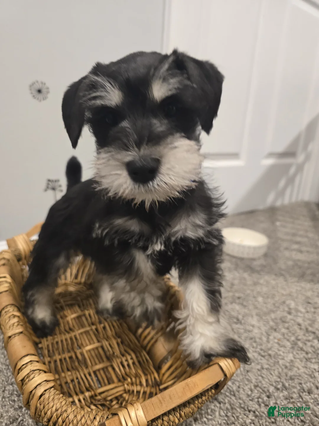 Mixed Breed dogs for sale: Mixed Breed Puppy 2 - Ad 4