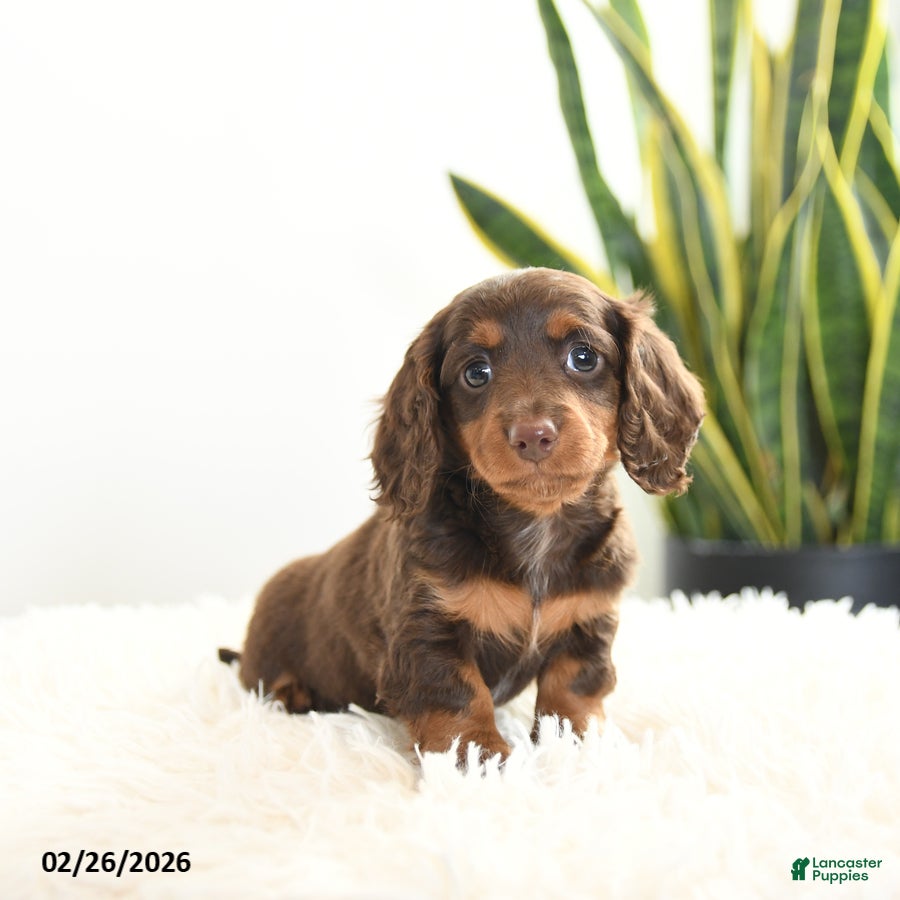 Miniature Dachshund dogs Raindrop - Ad 1