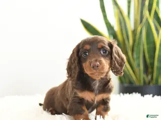Miniature Dachshund dogs for sale: Raindrop - Ad 3